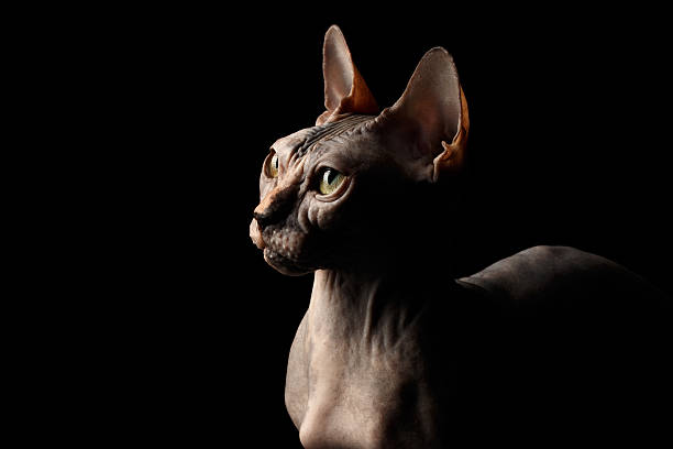 istock Closeup Interesing Sphynx Cat Profile view Isolated on Black 539327050