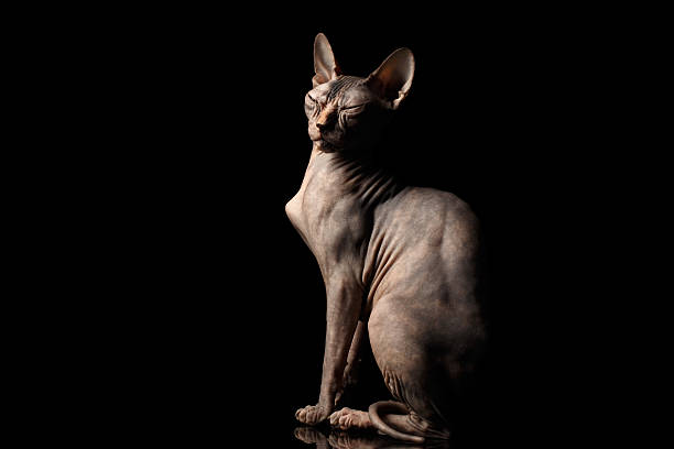 istock Weird Sphynx Cat Sitting Curious squints Isolated on Black Background 539327150