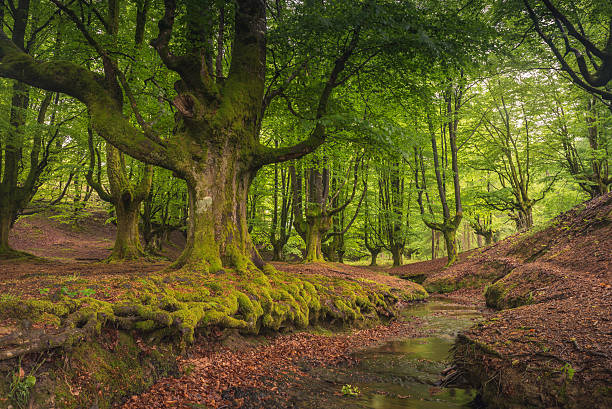 istock Beech tree forest, green spring leaves. Otzarreta, Basque Country, Spain 539327566