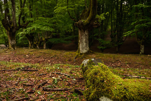 Beech tree forest, green spring leaves. Otzarreta, Basque Country, Spain stock photo