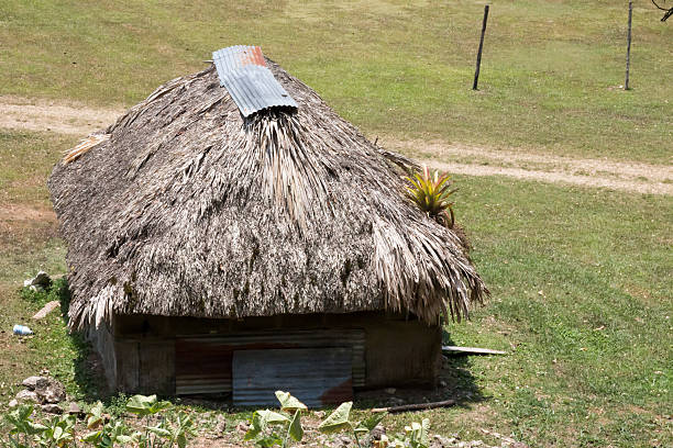 istock Thatched research hut at Caracol in Belize 539330808
