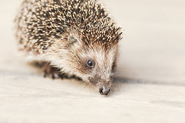 istock Small Funny Hedgehog On Wooden Floor 539332680
