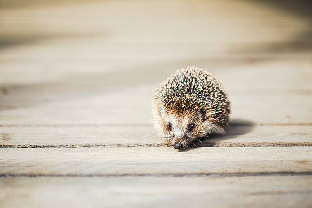 istock Small Funny Lovely Hedgehog Standing On Wooden Floor 539332704