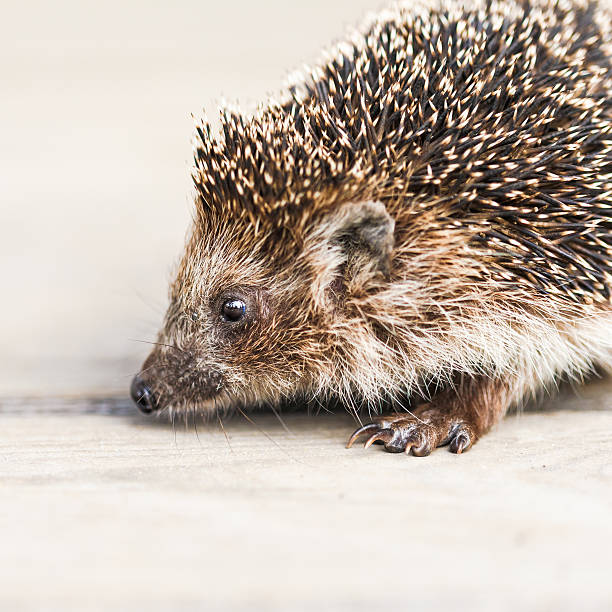 istock Funny Lovely Hedgehog Standing On Wooden Floor 539332762