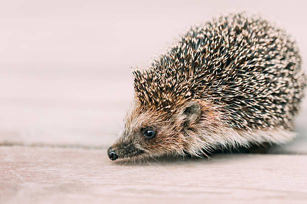 istock Funny Lovely Hedgehog Standing On Wooden Floor 539332784