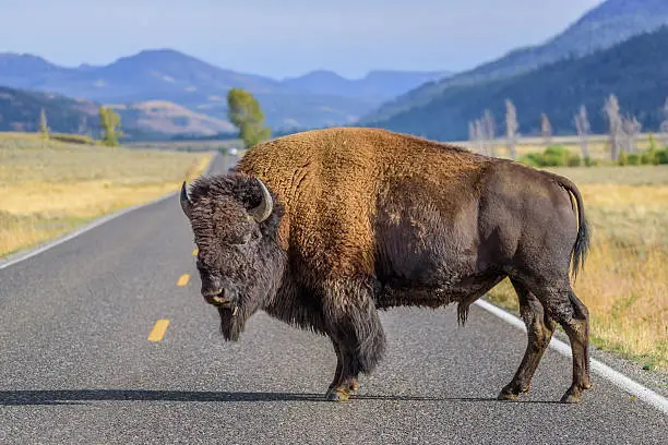 A large male bison is blocking the road in Yellowstone National Park