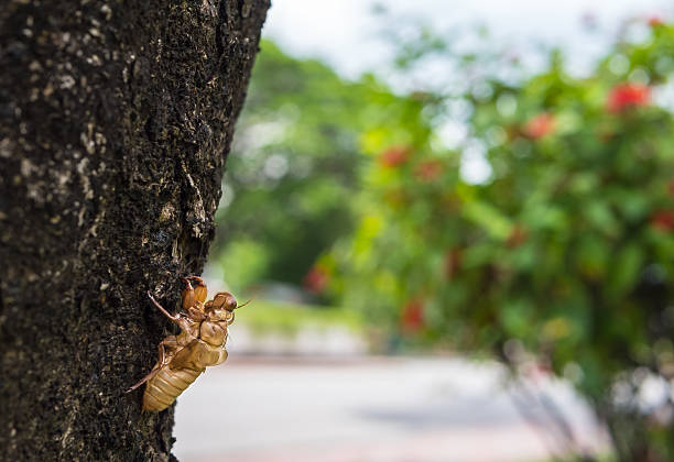 istock Husk of cicada on tree, closeup cicada molt skin. 539333044