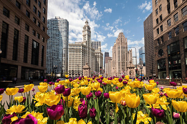Tulips in bloom on Michigan Avenue in Chicago stock photo