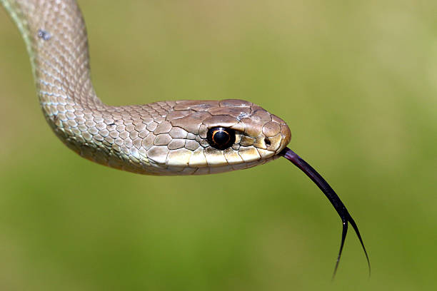 istock Western Yellow-bellied Racer - Coluber constrictor mormon 539333752