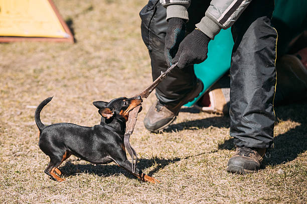 istock Miniature Pinscher Dog Training. Biting Zwergpinscher, Min Pin 539333876