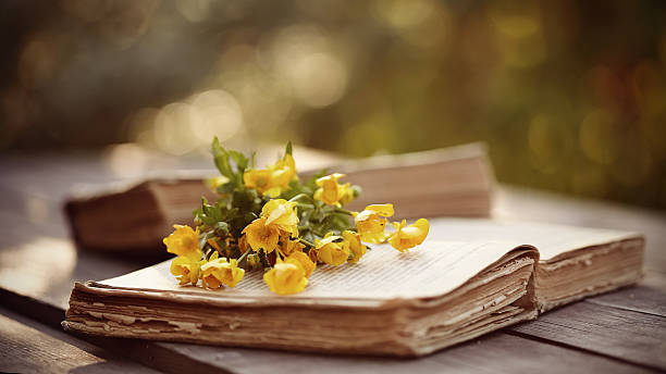 istock The old open book and yellow buttercups 539334028