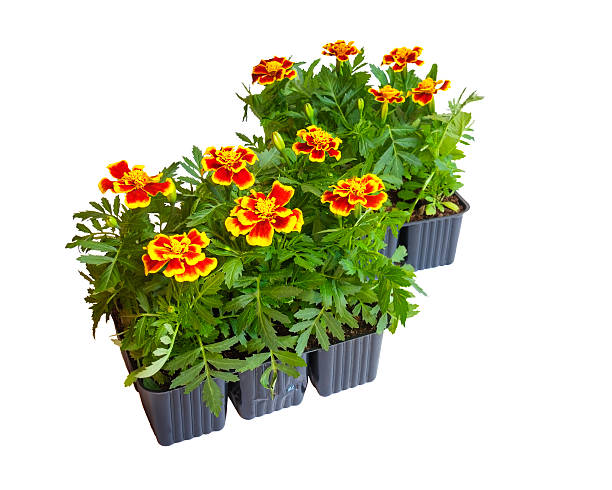 istock Seedlings of marigolds  isolated on white 539334106
