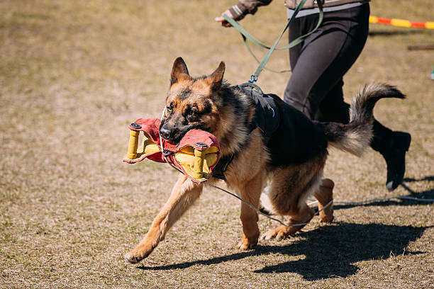 istock German Shepherd Dog Training. Biting Alsatian Wolf Dog 539334810