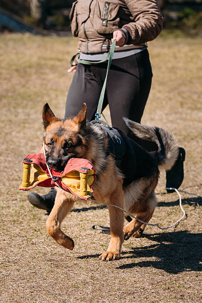 istock German Shepherd Dog Training. Biting Alsatian Wolf Dog 539334842