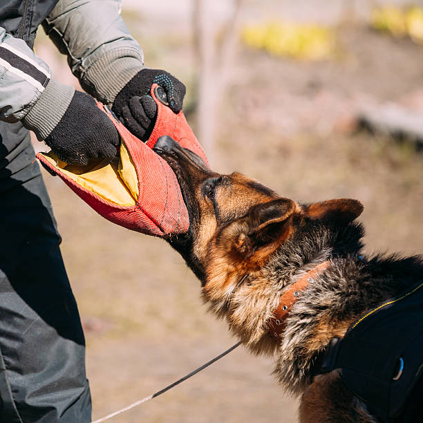 istock German Shepherd Dog Training. Biting Alsatian Wolf Dog 539334860