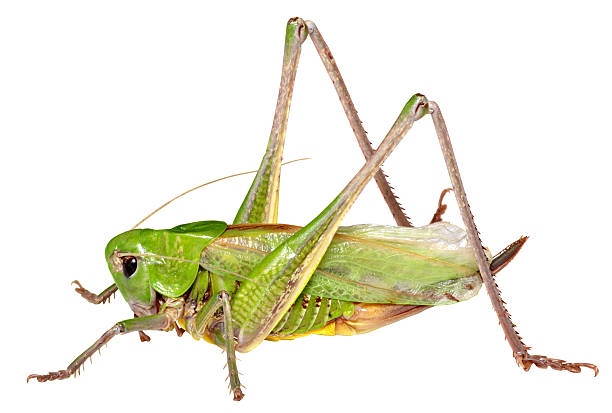istock Grasshopper in front of isolated white background 539336446