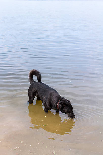 Dog Drinking From Dirty Lake A mixed breed dog standing at the edge of a fresh water lake and drinking the muddy water. leptospira stock pictures, royalty-free photos & images