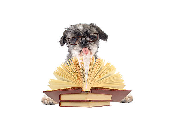 istock Shitsu Dog Tongue out Open Book 539341380