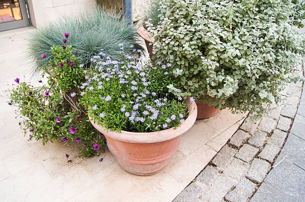 istock Pots with flowers on the sidewalk. 539341632