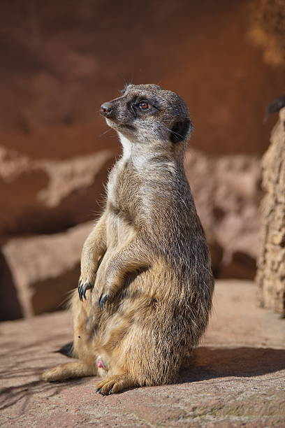 istock Portrait of playful curious suricates in a small open resort 539342034