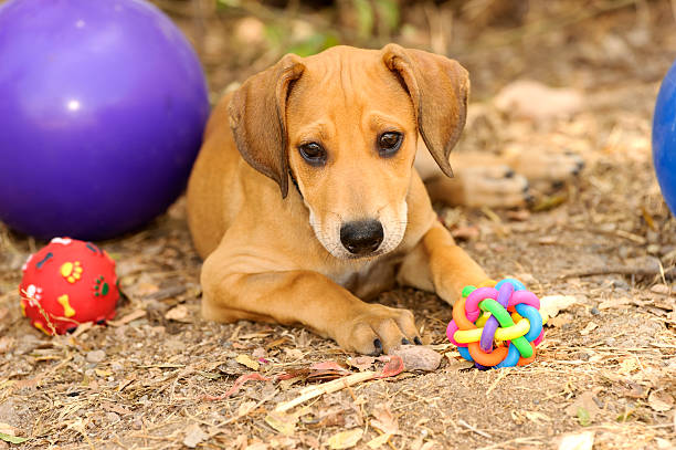 istock Dog Toys 539342262