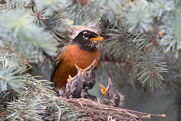 istock American robin feeds chicks spruce tree nest Denver Colorado 539342484
