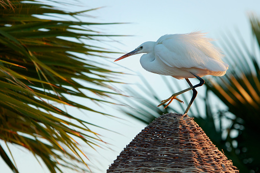 Graceful egyptian heron with white plumage stands on the straw roof in the dawn light with palms in the background