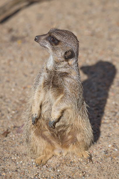 istock Portrait of playful curious suricates in a small open resort 539343042