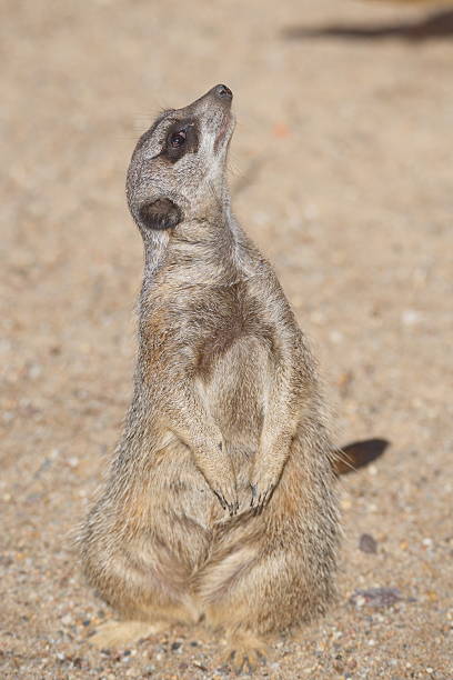 istock Portrait of playful curious suricates 539343328