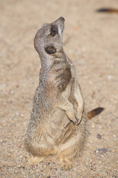 istock Portrait of playful curious suricates in a small open resort 539343490