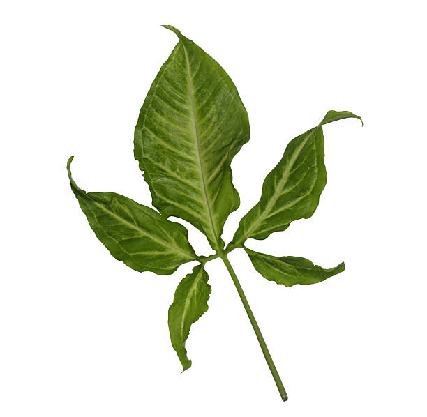 istock free form shape green leaf isolated on white background 539343618