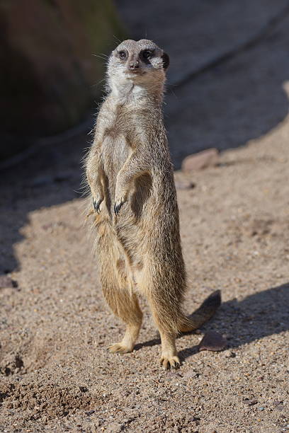 istock Portrait of playful curious suricates in a small open resort 539343652