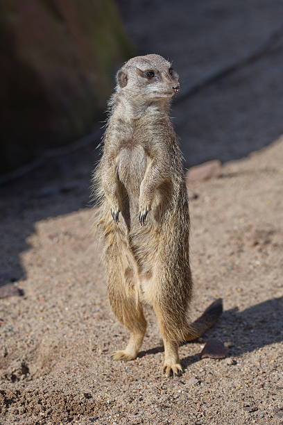 istock Portrait of playful curious suricates in a small open resort 539343700