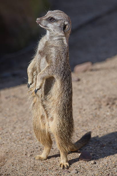 istock Portrait of playful curious suricates in a small open resort 539343742