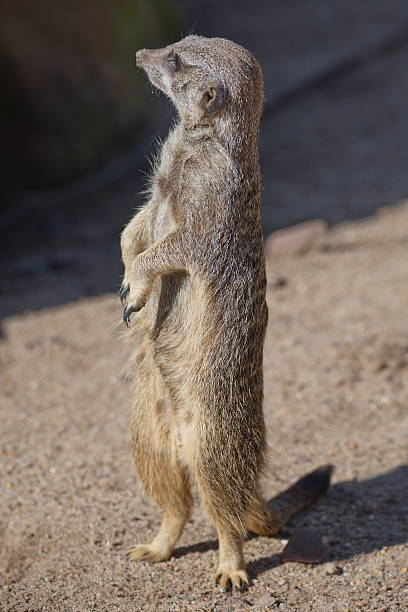 istock Portrait of playful curious suricates in a small open resort 539343802