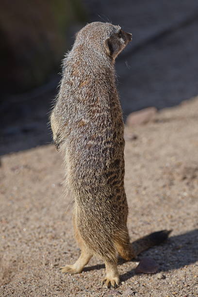 istock Portrait of playful curious suricates in a small open resort 539343934