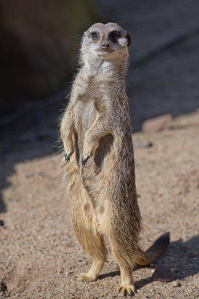istock Portrait of playful curious suricates in a small open resort 539343996