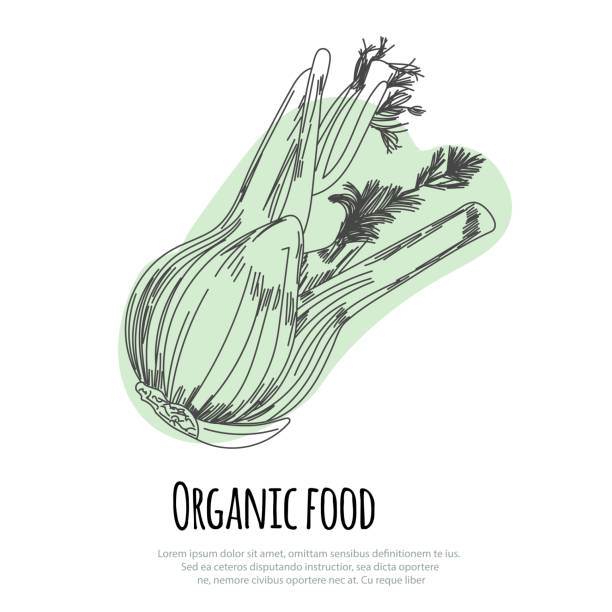 нарисованный от руки на белый фон фенхель - fennel vegetable food white background stock illustrations