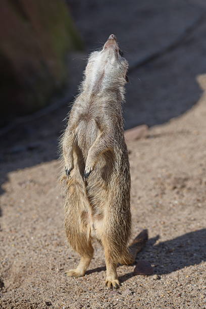 istock Portrait of playful curious suricates in a small open resort 539344166