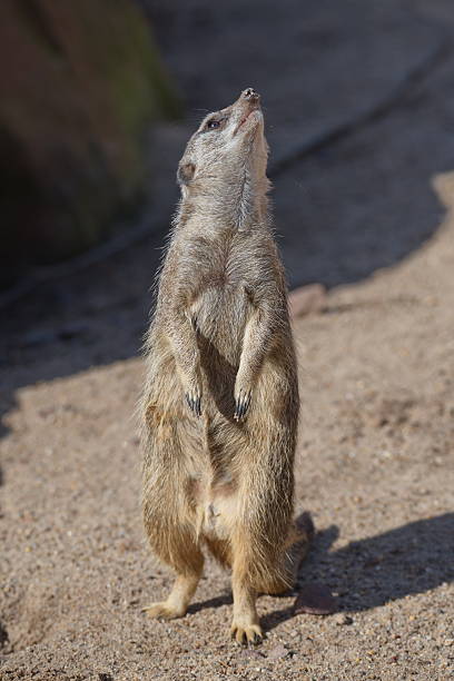 istock Portrait of playful curious suricates in a small open resort 539344214
