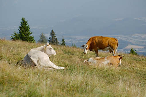 Cows resting on an alpine field