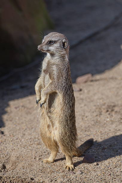 istock Portrait of playful curious suricates in a small open resort 539344290