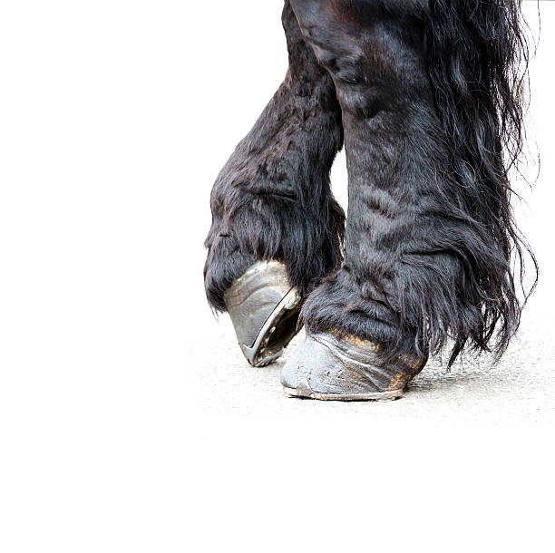 Side view of black hairy horse legs and hoofs against white background, full frame square composition with copy space