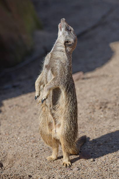istock Portrait of playful curious suricates in a small open resort 539344488
