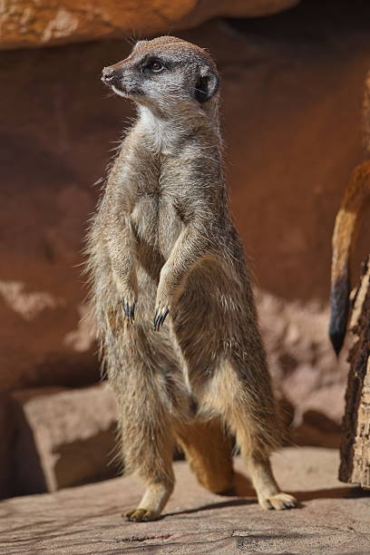 istock Portrait of playful curious suricates in a small open resort 539344676