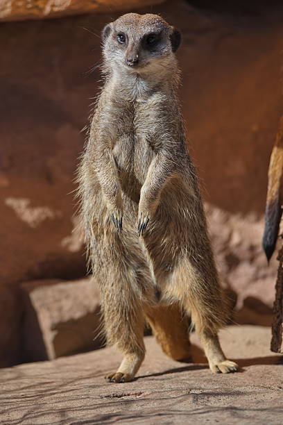 istock Portrait of playful curious suricates in a small open resort 539344720