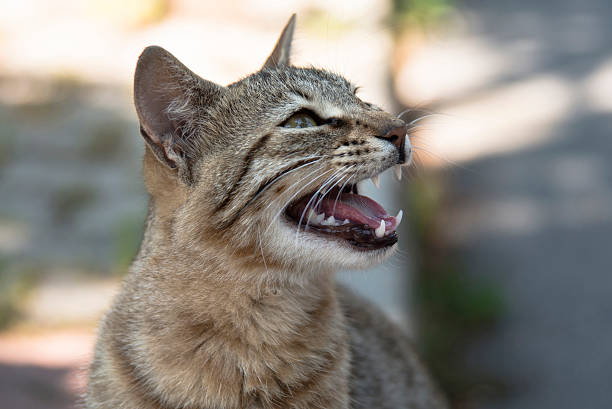 miau - miaowing fotografías e imágenes de stock