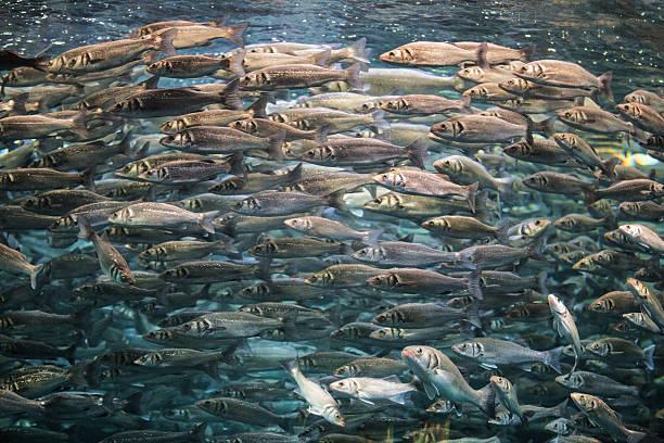Fish swarm under water, close up, high iso shot