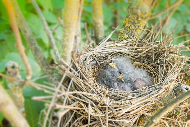 istock Baby Birds Snuggled up in Nest 539346224