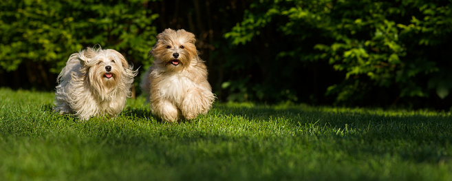 Two happy havanese dog is running towards the camera in the grass - wide banner format